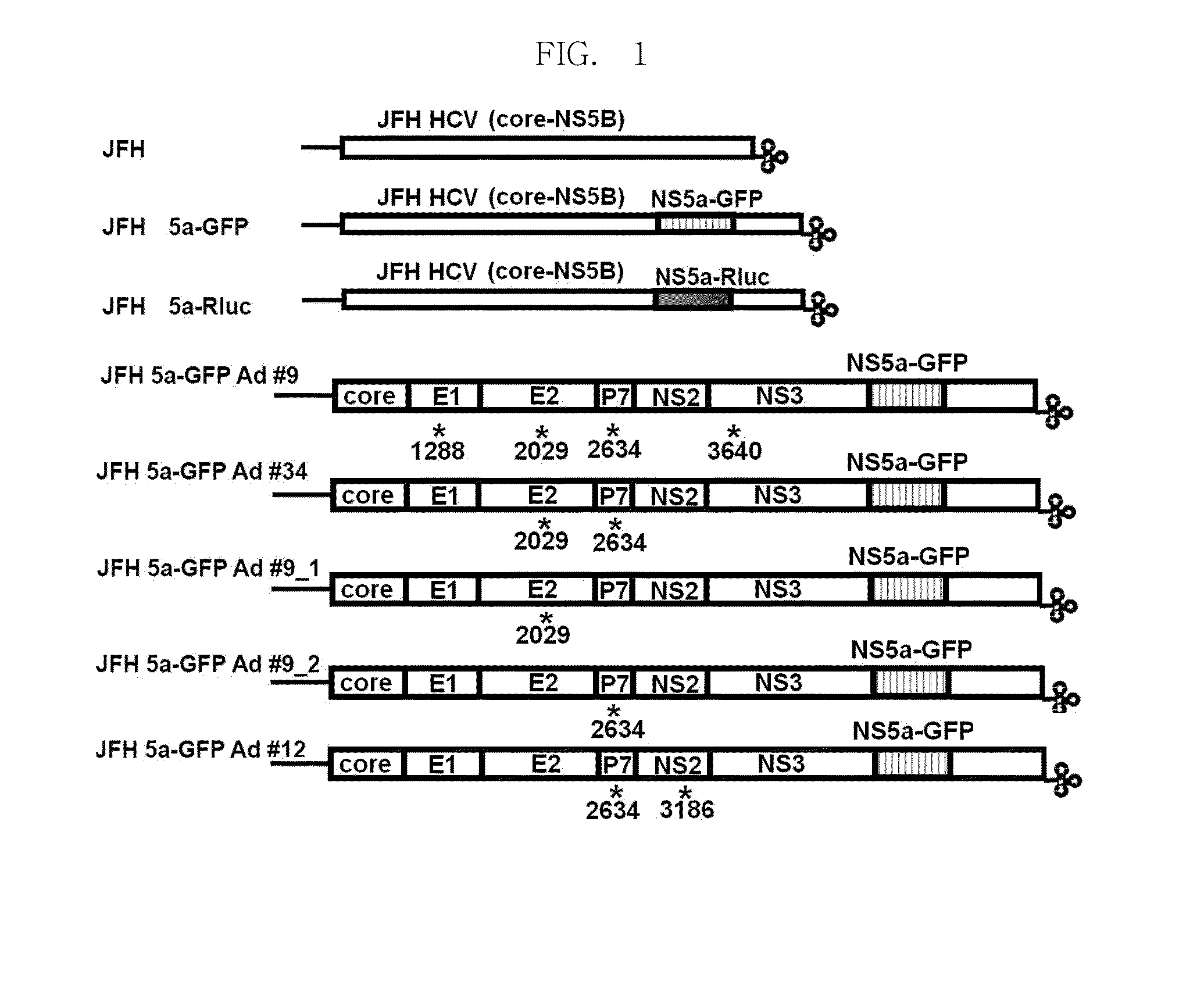 Efficiently replicable heptitis c virus mutant, a heptitis c virus mutant comprising reporter gene, a method of preparing of hcv vaccine using the same and a method of screening anti hcv composition using the same