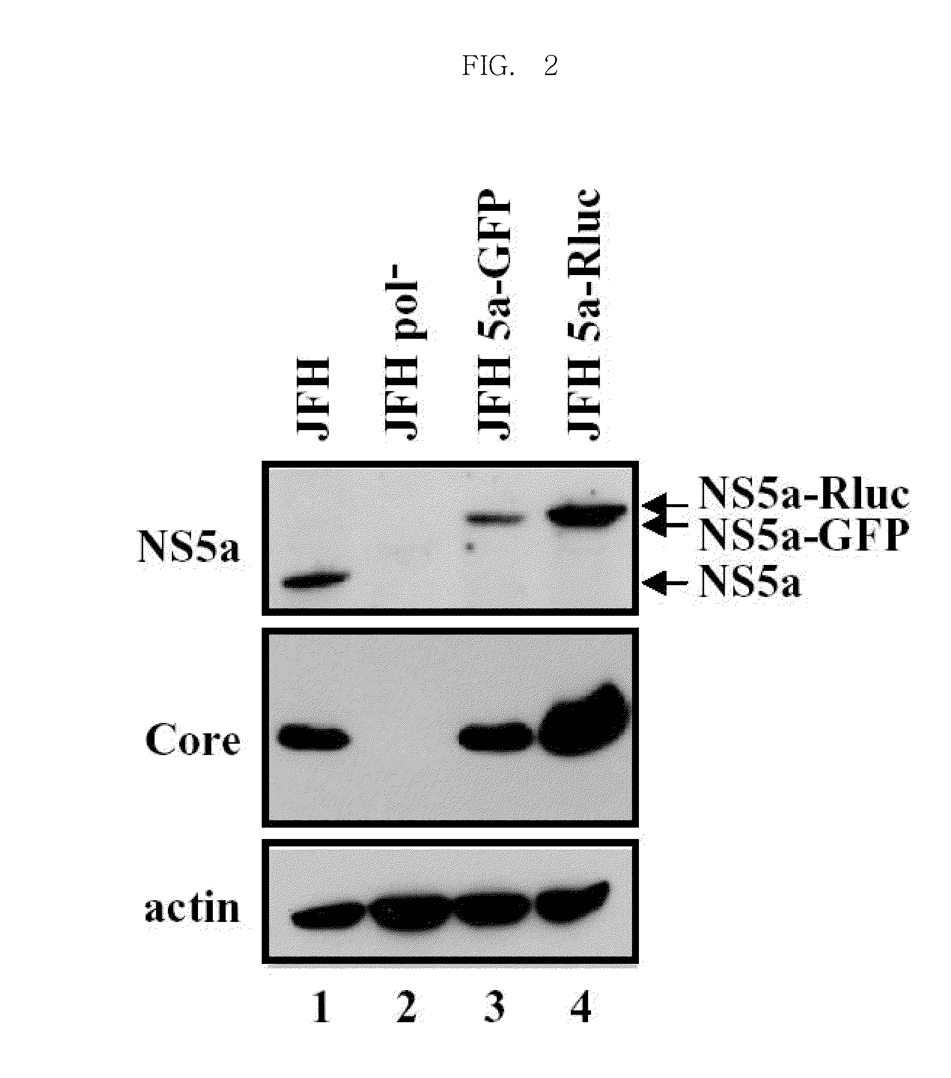 Efficiently replicable heptitis c virus mutant, a heptitis c virus mutant comprising reporter gene, a method of preparing of hcv vaccine using the same and a method of screening anti hcv composition using the same