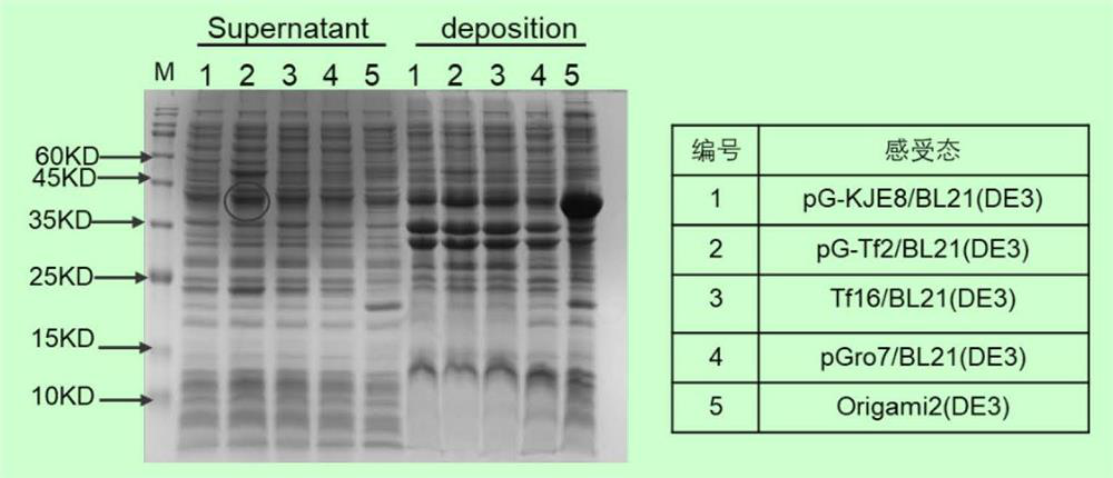 Recombinant vector and expression and purification method of heat-labile UNG fusion protein