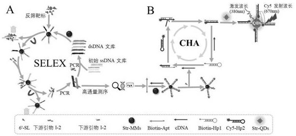 ssDNA aptamer specifically recognizing 6'-sialyllactose and its screening method and application