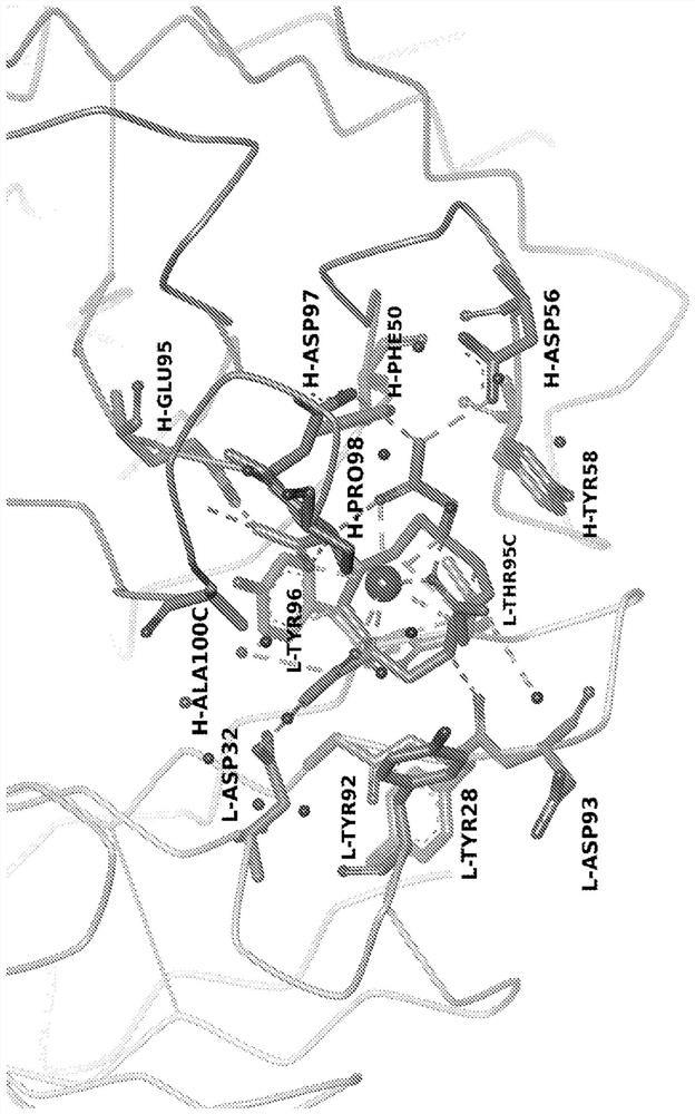 Antibodies for chelated radionuclides and clearing agents