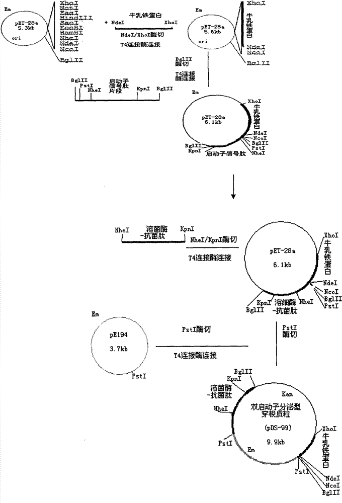 Dual-promoter inducible secretable shuttle plasmid and construction method thereof