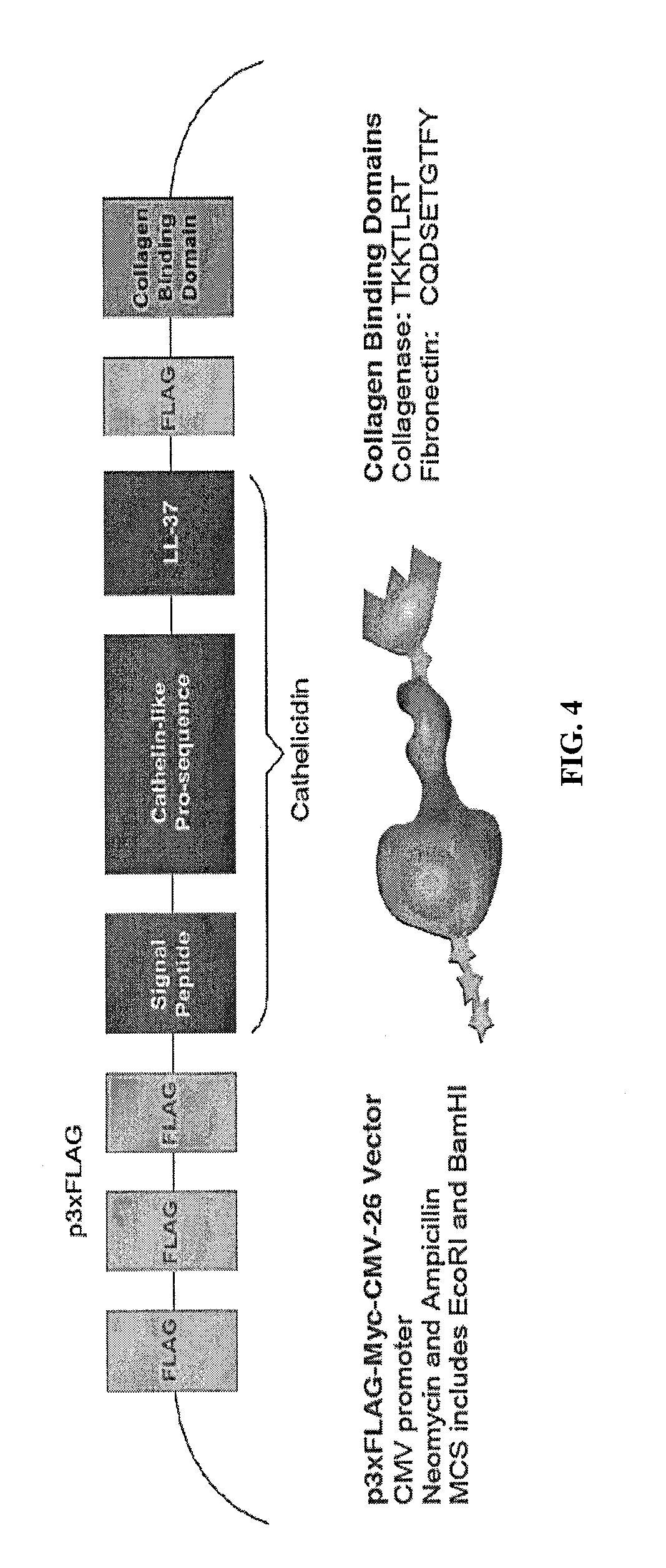 Matrix scaffold with antimicrobial activity