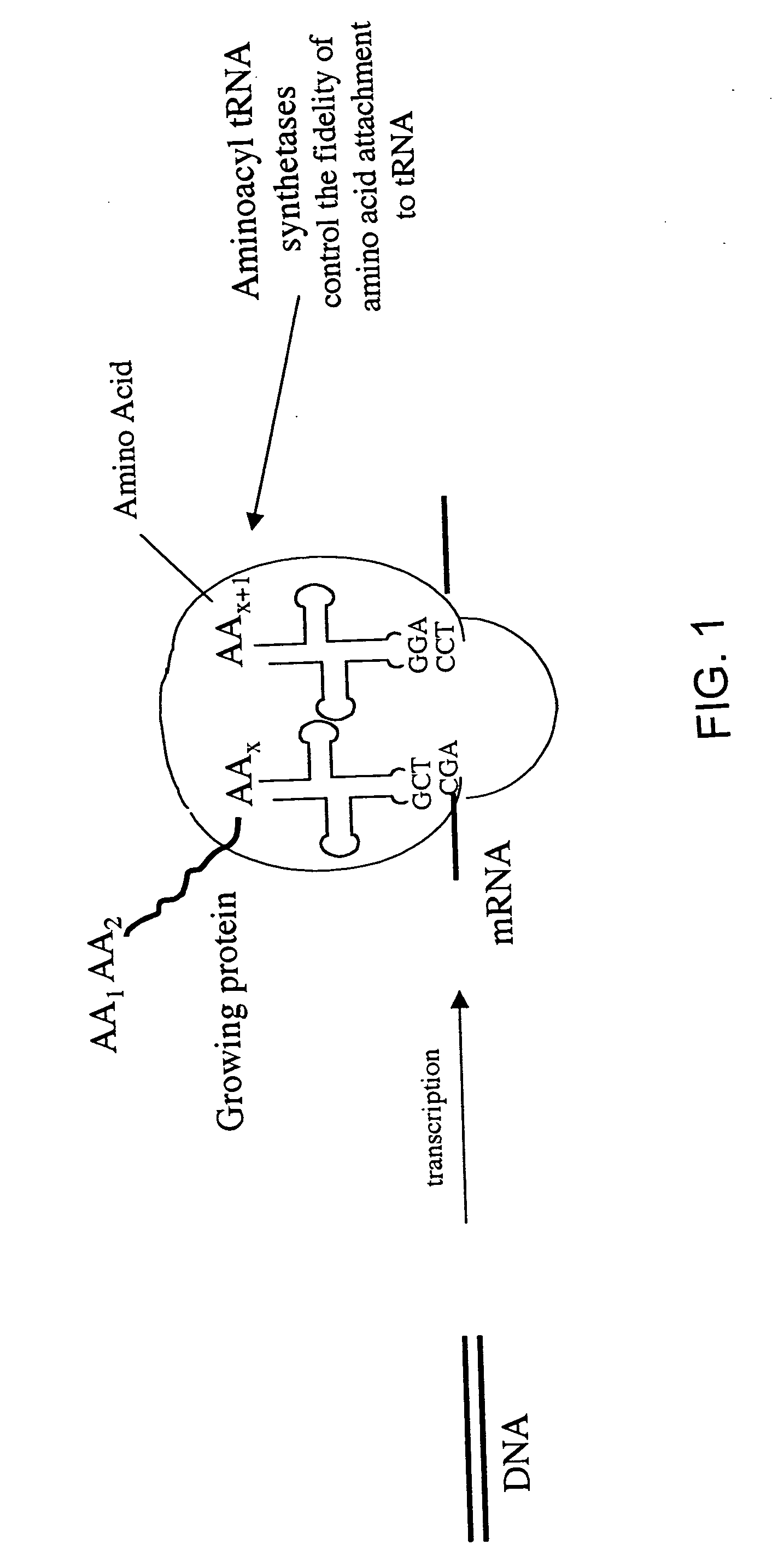 Overexpression of aminoacyl-tRNA synthetases for efficient production of engineered proteins containing amino acid analogues