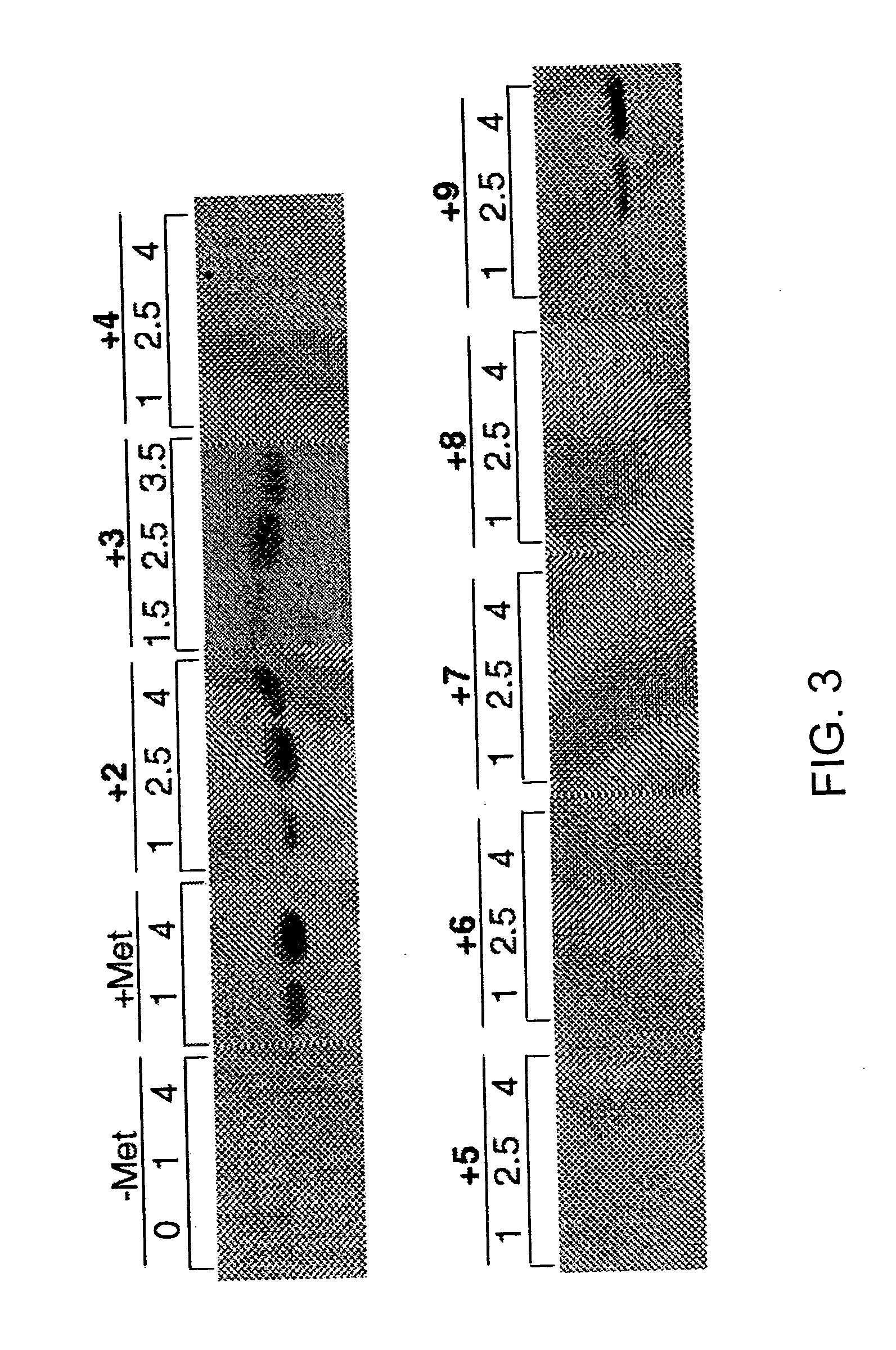 Overexpression of aminoacyl-tRNA synthetases for efficient production of engineered proteins containing amino acid analogues