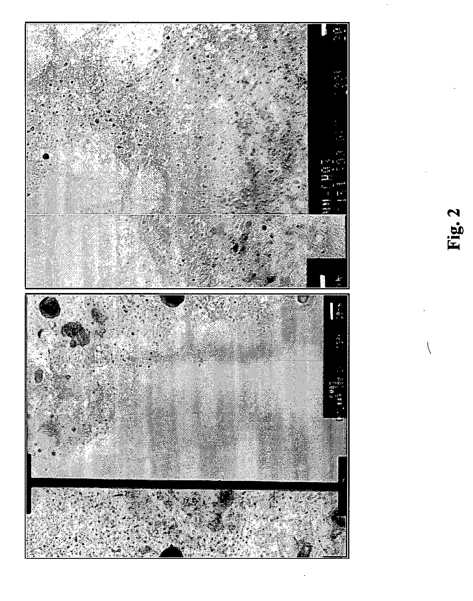 Carbon nanotube pastes and methods of use