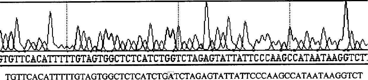 Reverse genetic operation system of New castle disease LaSota vaccine strain and its applciation
