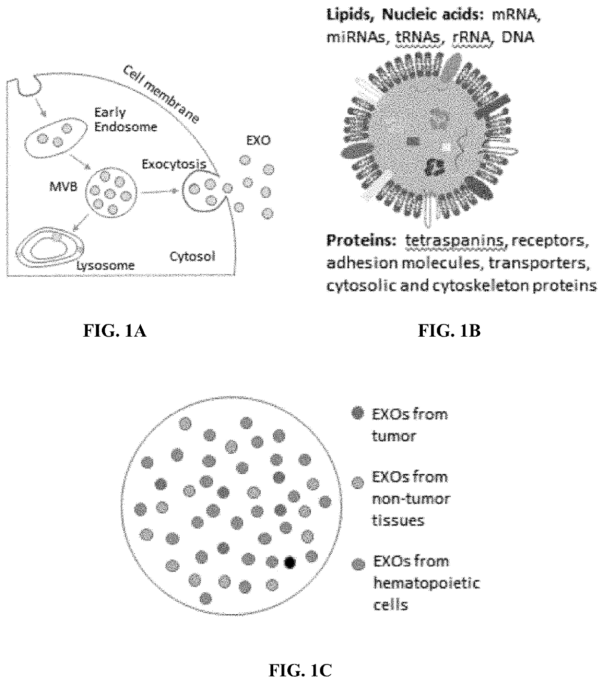 Compositions and methods for the detection and molecular profiling of membrane bound vesicles