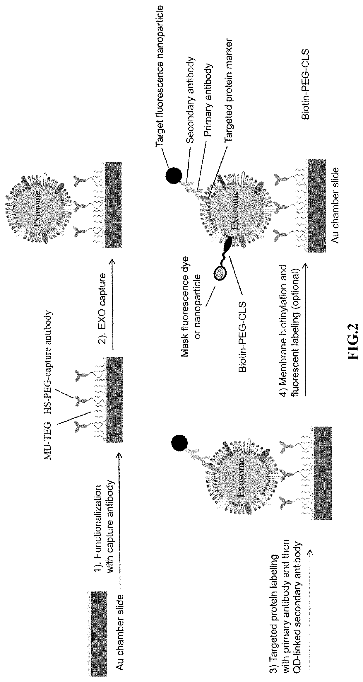 Compositions and methods for the detection and molecular profiling of membrane bound vesicles