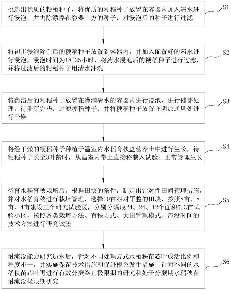 Cultivation method of flood-disaster-resistant conventional japonica rice in Yangtze River basin