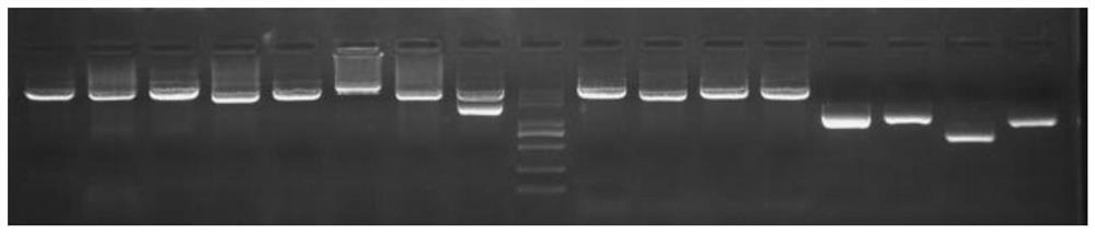 A kind of aminoglycoside antibiotic resistance gene detection primer and kit