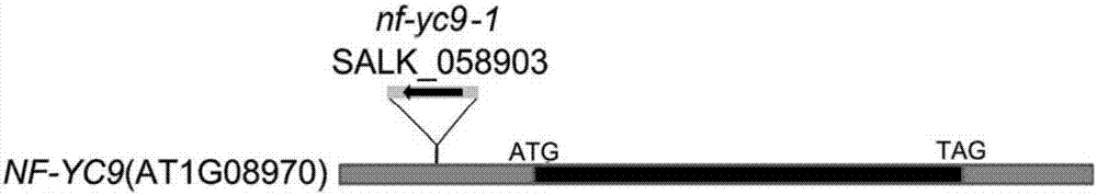 Application of NF-YC9 protein in regulating and controlling ABA tolerance of plants