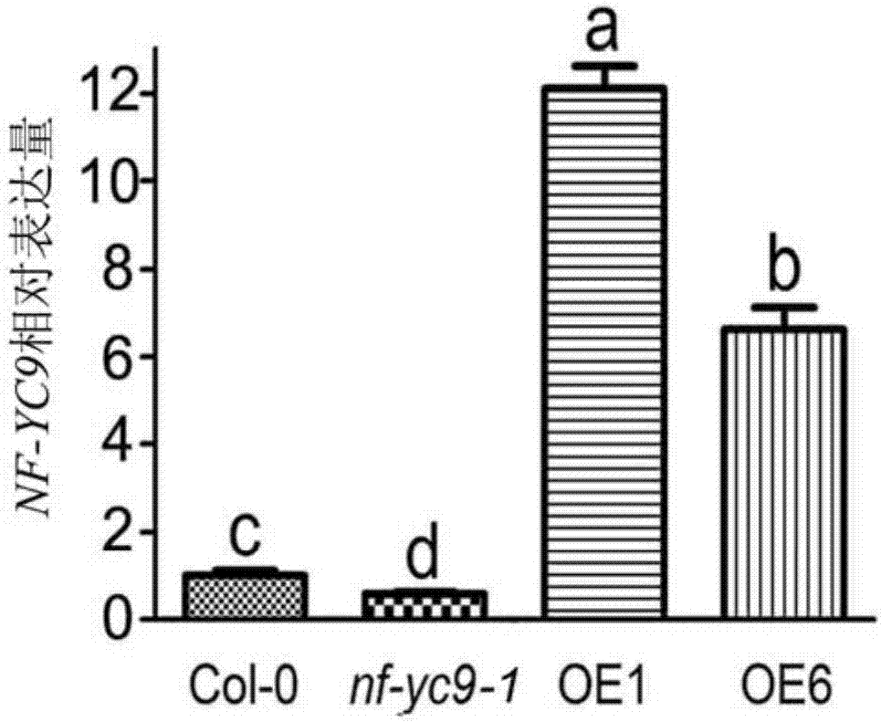 Application of NF-YC9 protein in regulating and controlling ABA tolerance of plants