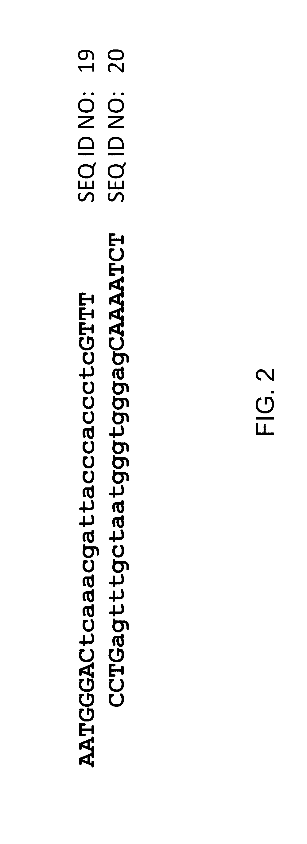 Methods and compositions for enhanced nuclease-mediated genome modification and reduced off-target site effects