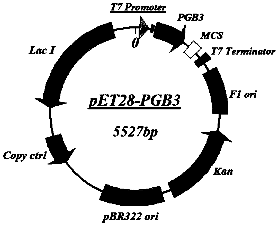 Application of PGB protein in construction of fusion protein expression vector with chaperone-like protein effect