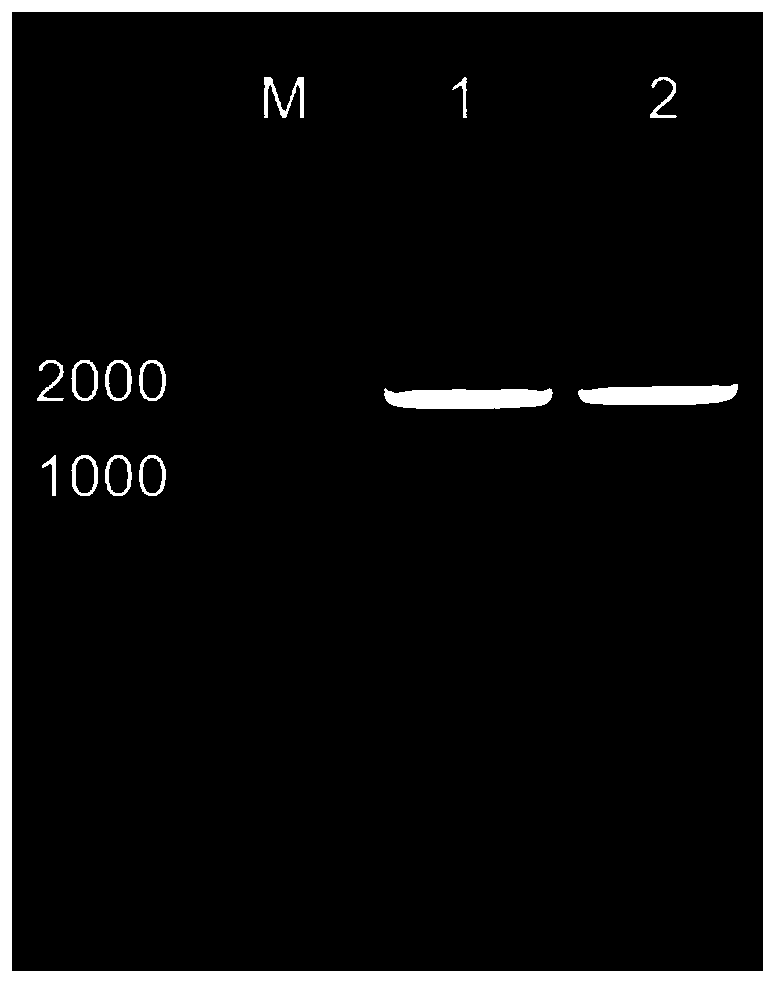 Engineering bacterium for producing beta-caryophyllene, and construction method and application thereof