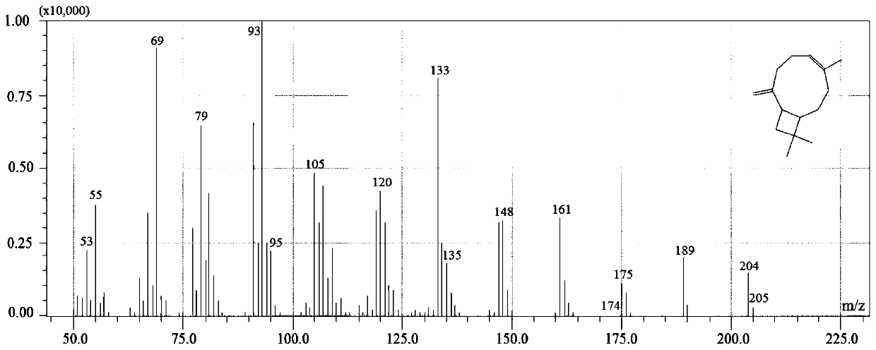 Engineering bacterium for producing beta-caryophyllene, and construction method and application thereof