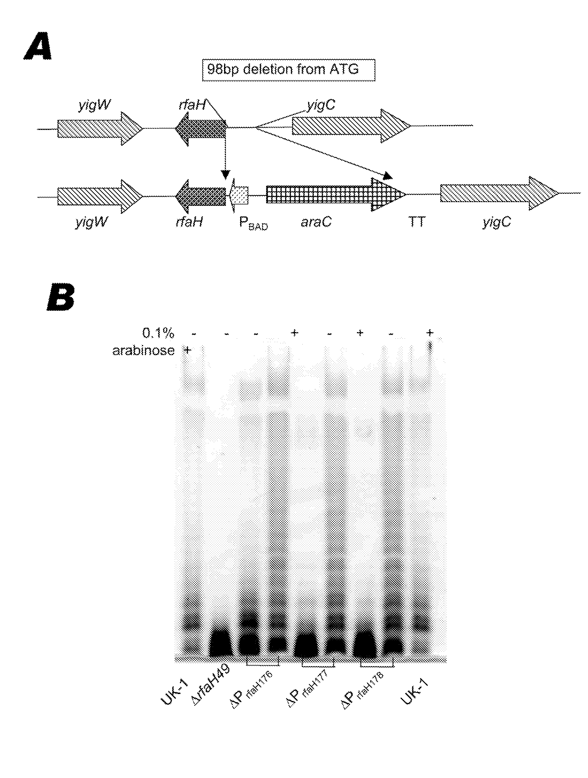 Bacterium comprising a regulated <i>rfaH </i>nucleic acid