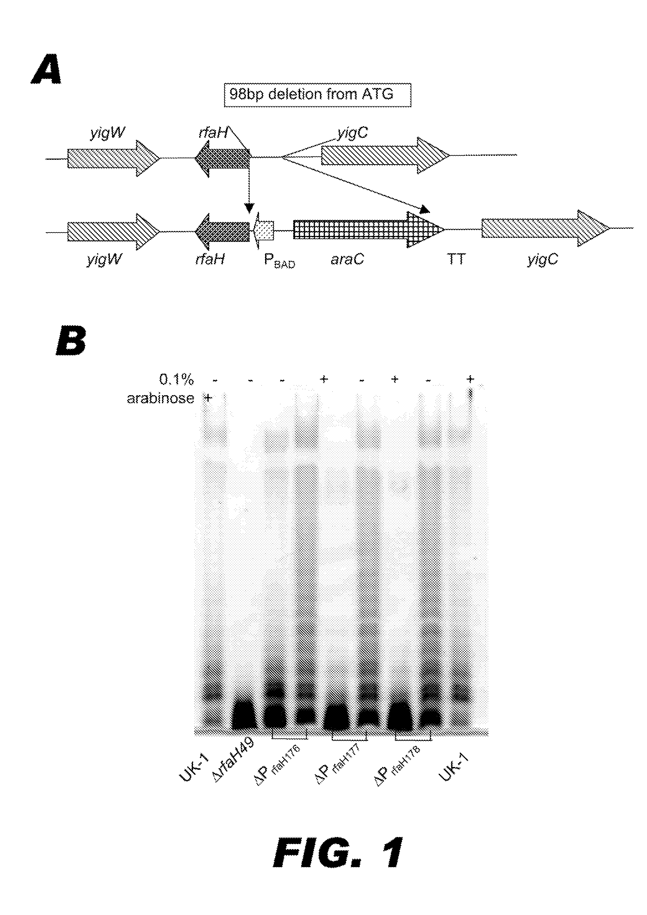 Bacterium comprising a regulated <i>rfaH </i>nucleic acid