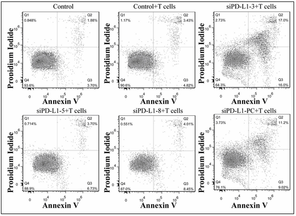 siRNA sequences for silencing programmed death receptor-ligand expression and their applications