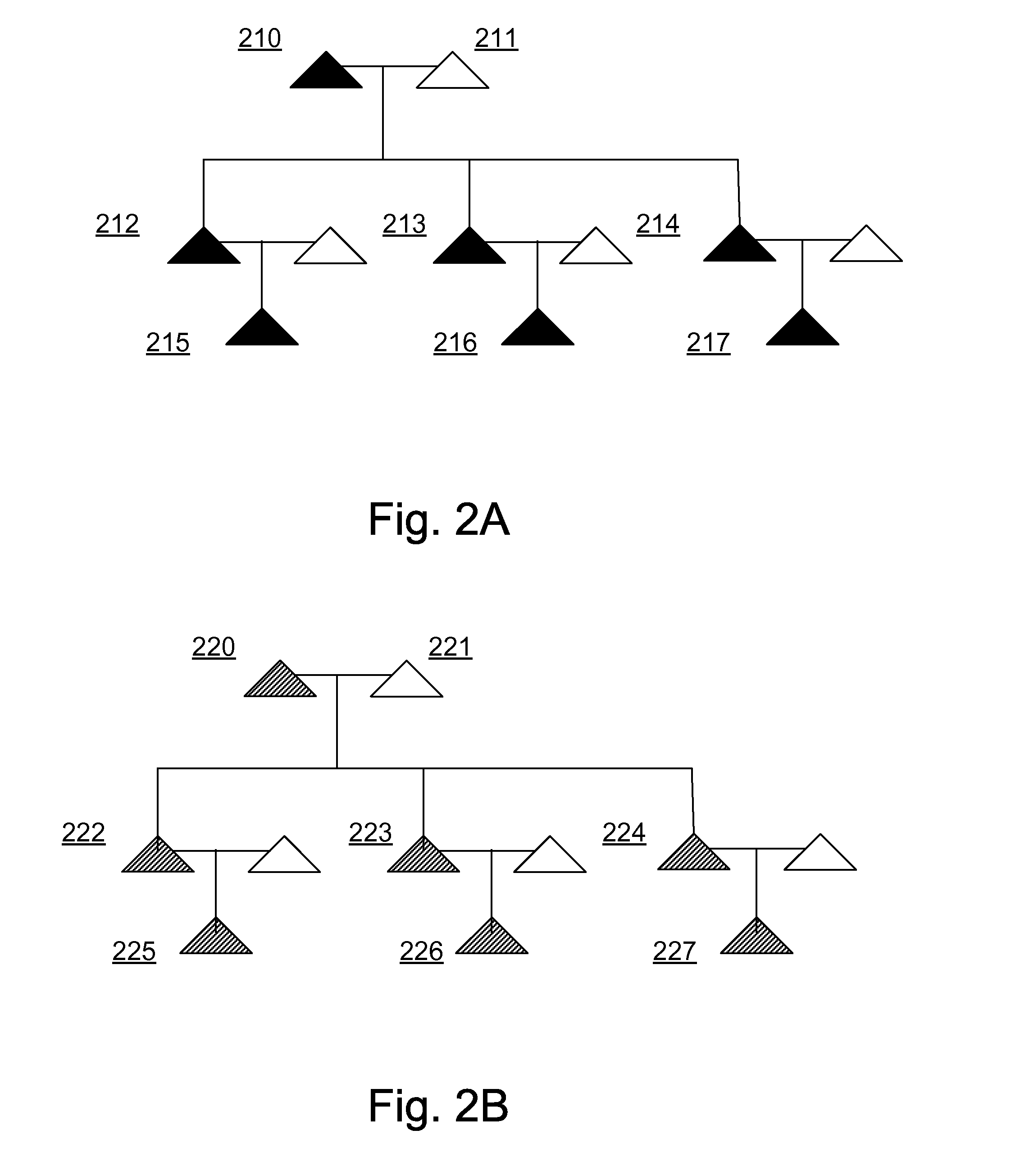 Persistent Inheritance of Hyperdominant Traits in a Perennial Lineage