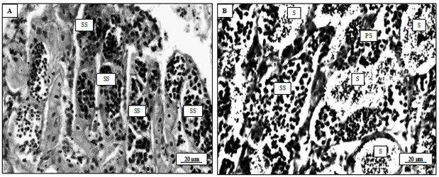 Takifugu bimaculatus testis tissue cell line and application thereof