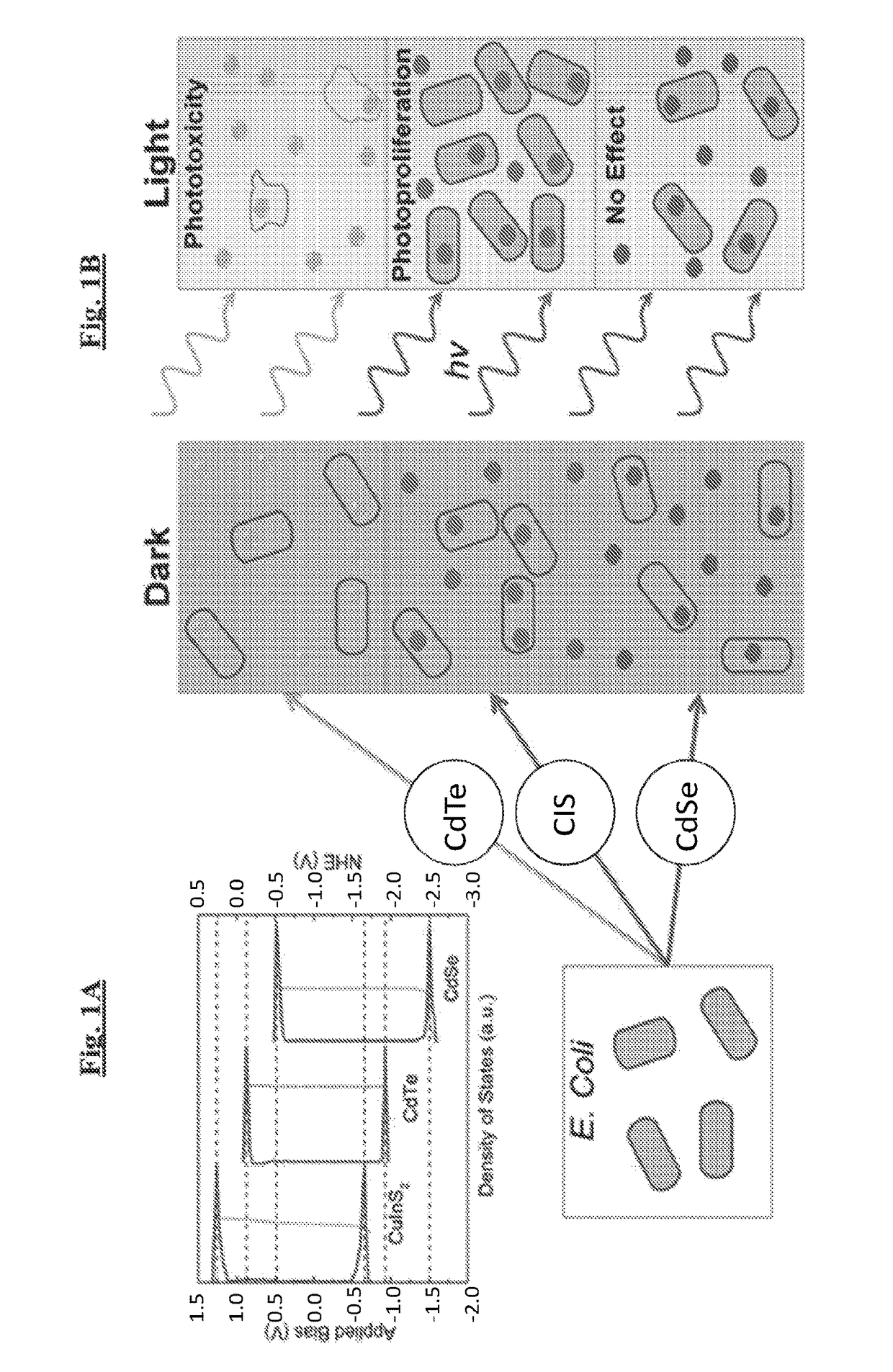 Novel light-activated compositions and methods using the same