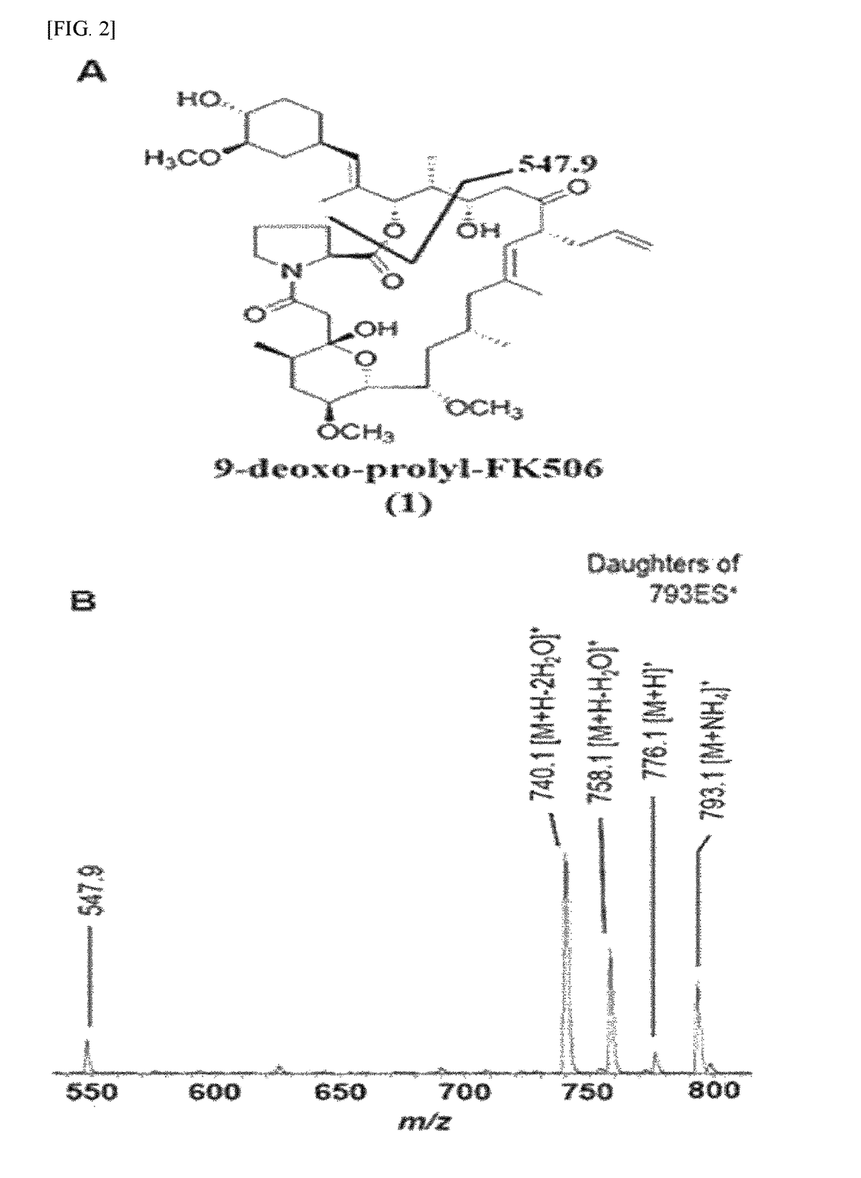 FK506 derivative maintaining nerve regeneration activity without immunosuppressive activity, and use thereof