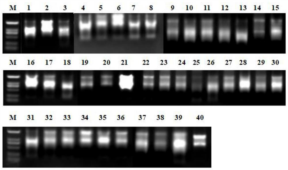 Method for diagnosing allergic airway inflammation