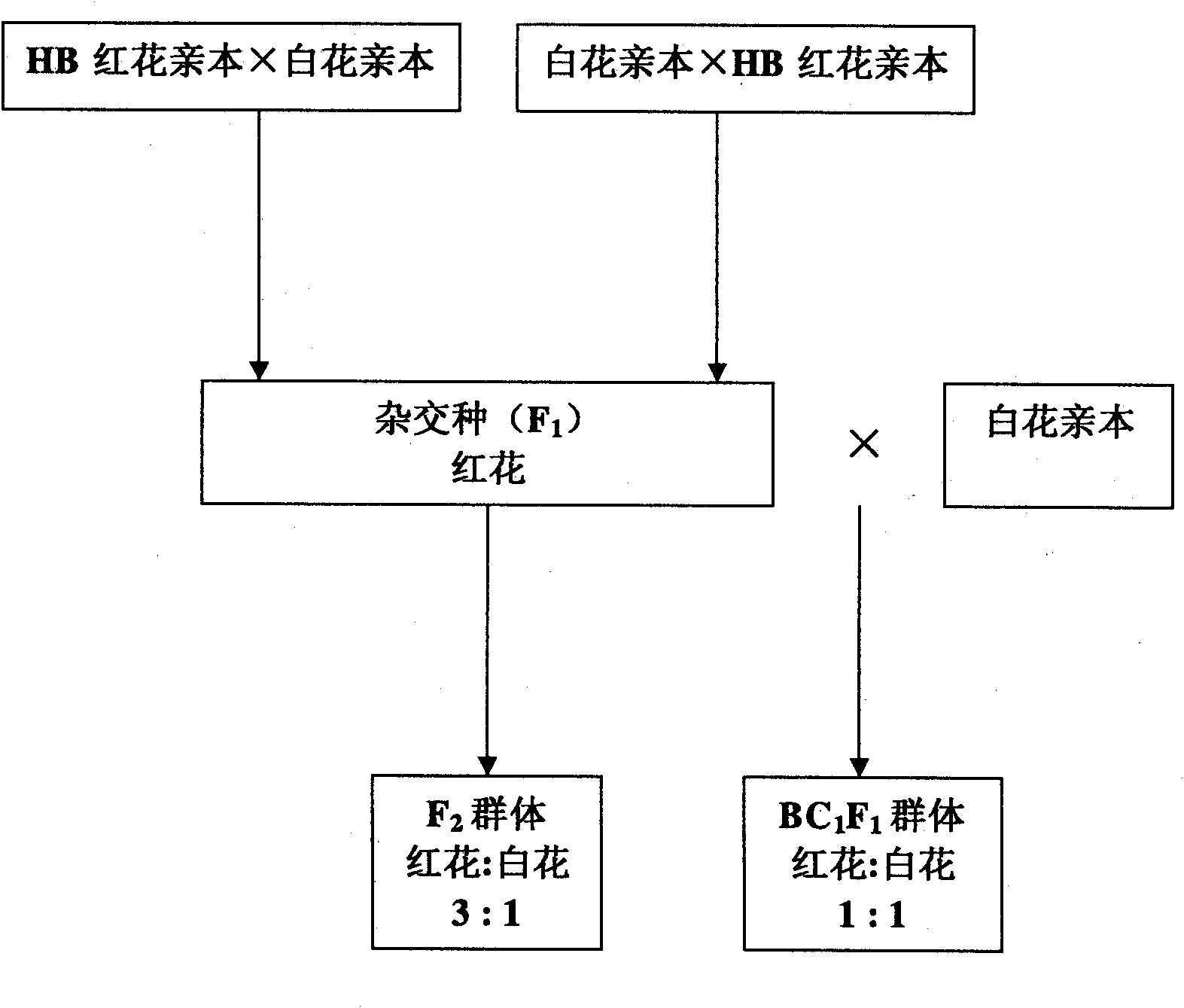 Method for preparing and identifying cotton crossbreed