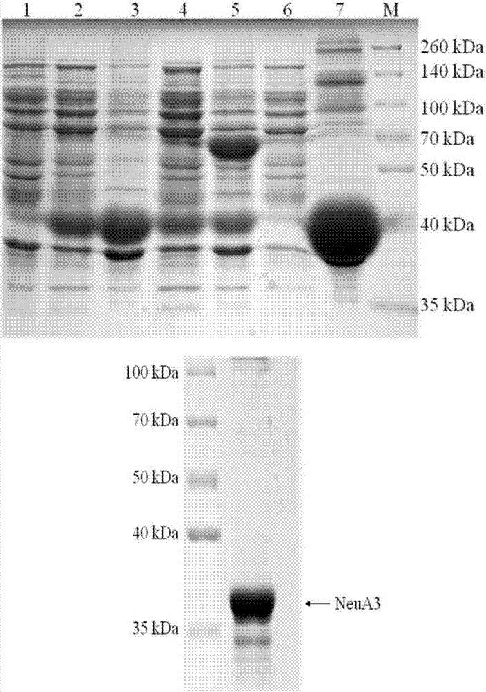 A kind of metal ion tolerance, heat stability and acid stability sialidase and its application