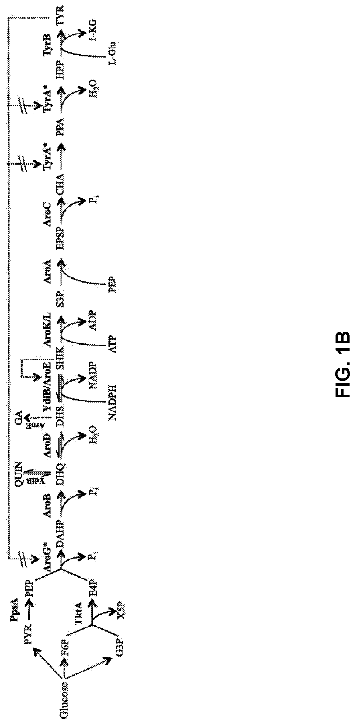 Compositions and methods for making benzylisoquinoline alkaloids, morphinan alkaloids, thebaine, and derivatives thereof