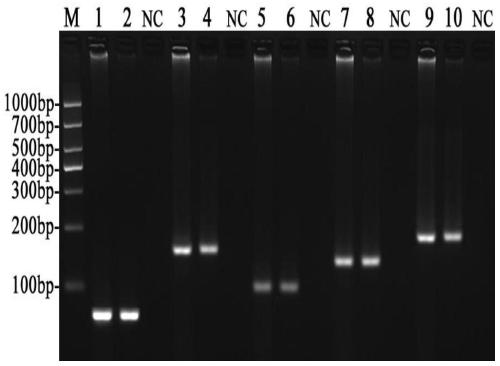 Fluorescent quantitative PCR detection primer group and kit for enterocytozoon hepatopenaei based on TaqMan-MGB probe