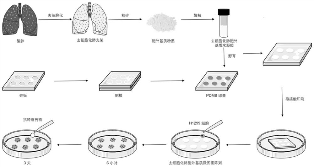 Method for culturing lung tumor organoids