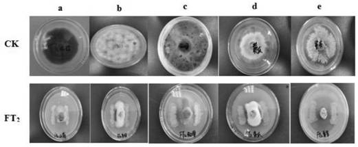 Stenotrophomonas FT2 and application of fertilizer and fungicide in broad-spectrum biocontrol and growth promotion