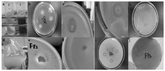 Stenotrophomonas FT2 and application of fertilizer and fungicide in broad-spectrum biocontrol and growth promotion