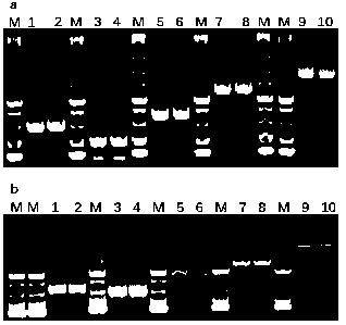 Construction method and application of recombinant porcine reproductive and respiratory syndrome virus capable of expressing African swine fever virus p12 or p17 proteins
