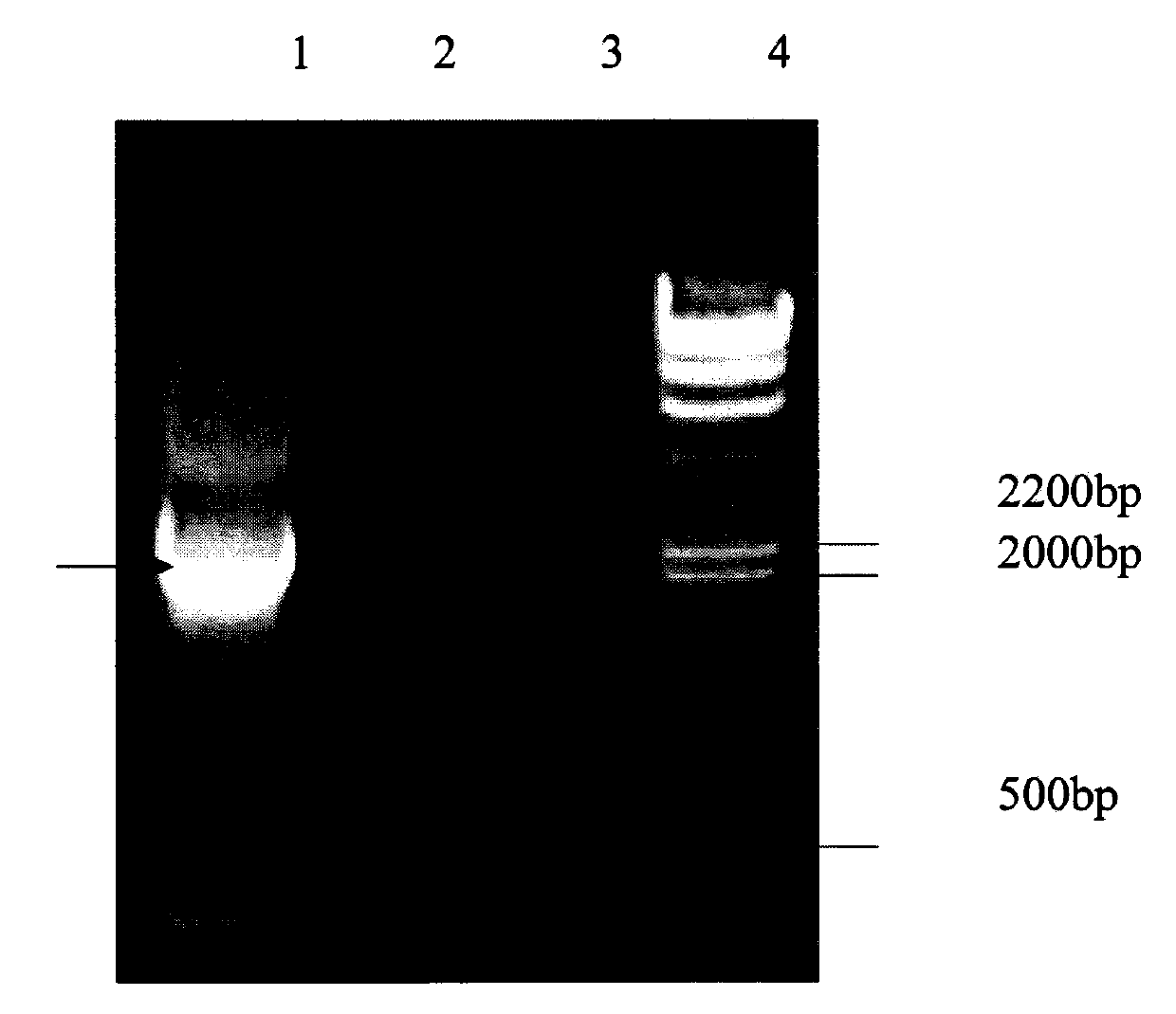 Method for improving 7-ACA producing bacterium