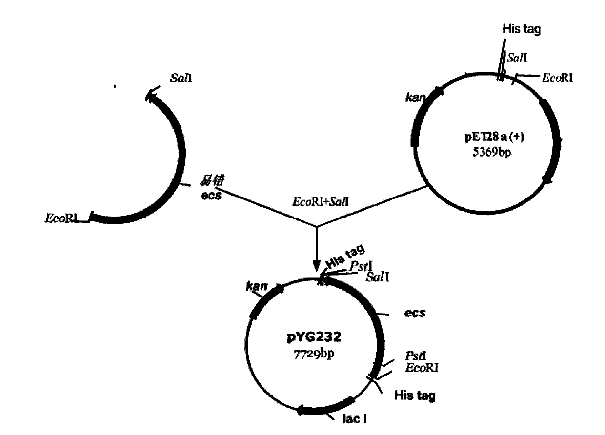 Method for improving 7-ACA producing bacterium