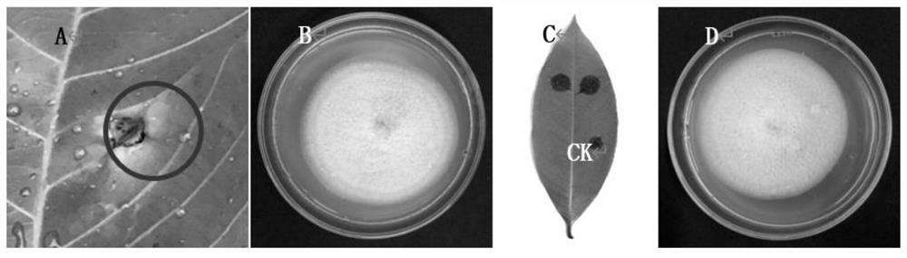 Antimicrobial-resistant strain hcghnqz1736 of Hevea anthracnose and its application in the study of drug resistance