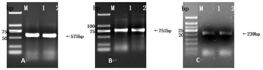 Antimicrobial-resistant strain hcghnqz1736 of Hevea anthracnose and its application in the study of drug resistance