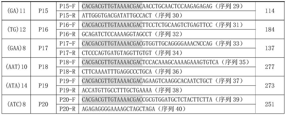 High-polymorphism single-copy microsatellite site combination and related primer combination for phoebe zhennan producing area tracing