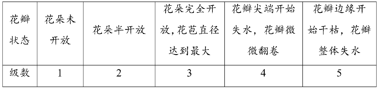 Rhododendron cut flower vase preservative as well as preparation method and application thereof