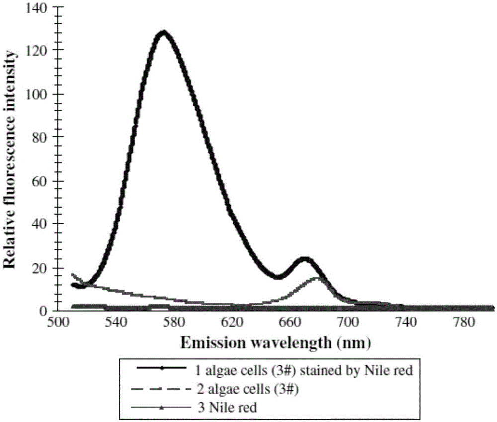 Fluorescence spectrophotometry for detecting grease content of living algae cells in real time