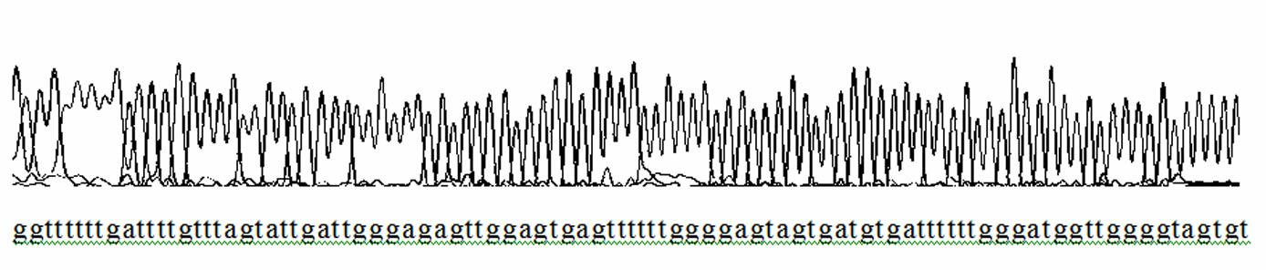 Homogeneous phase detection method for methylation state of epidermal growth factor receptor (EGFR) gene promoter based on fluorescence polarization