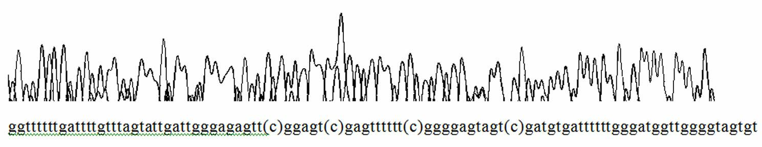 Homogeneous phase detection method for methylation state of epidermal growth factor receptor (EGFR) gene promoter based on fluorescence polarization