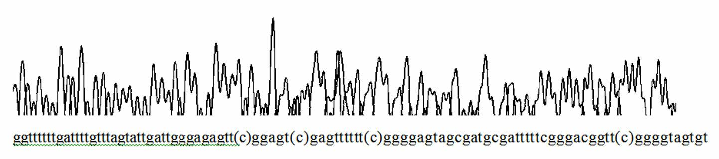 Homogeneous phase detection method for methylation state of epidermal growth factor receptor (EGFR) gene promoter based on fluorescence polarization