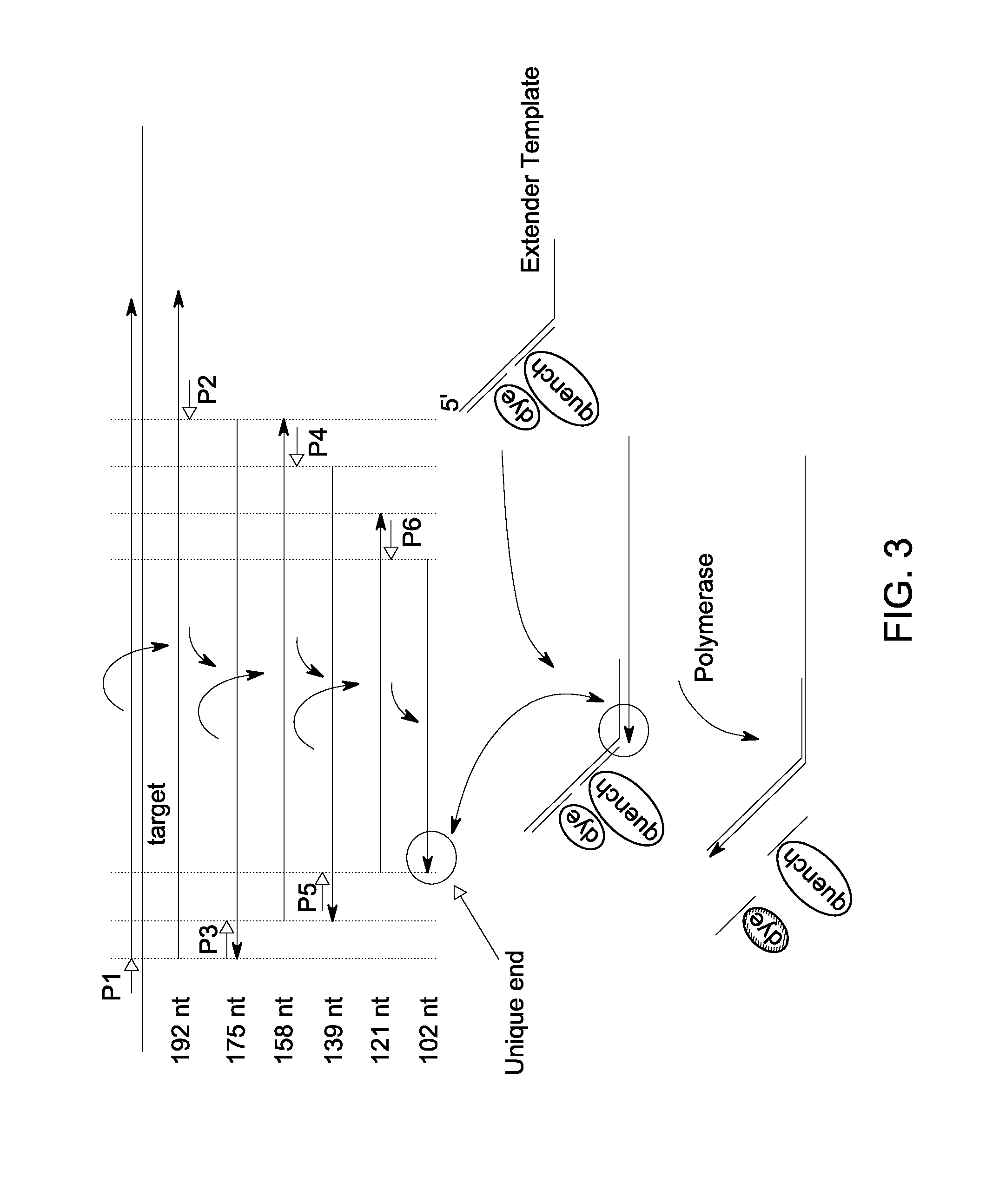 Mutant endonuclease v enzymes and applications thereof