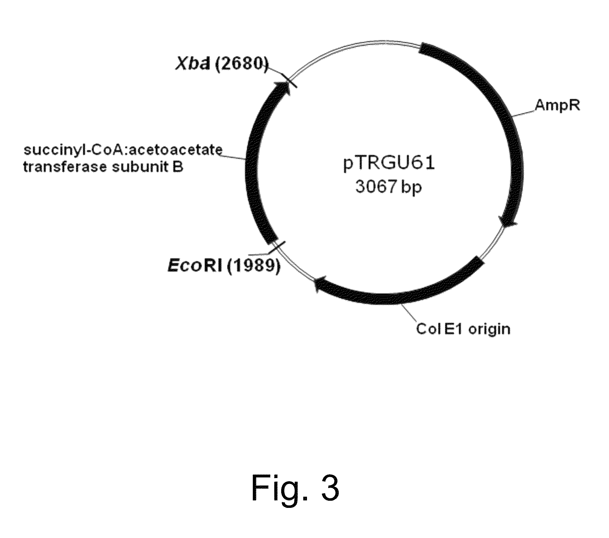 Polypeptides having succinyl-CoA: acetoacetate transferase activity and polynucleotides encoding same