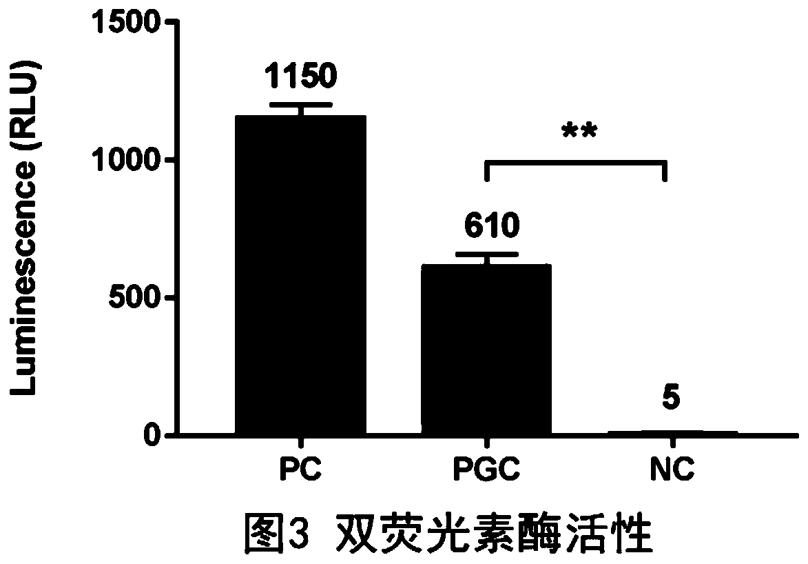 PGC promoter of porcine small intestinal epithelial cell expression and application thereof